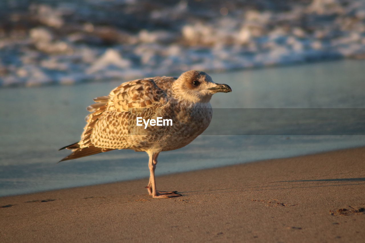 HIGH ANGLE VIEW OF SEAGULL ON SAND