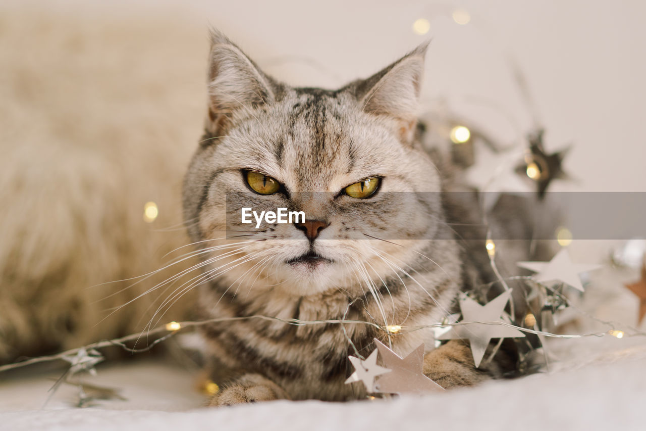 A cat of the scottish straight cat breed sits on a bed. good new year spirit.