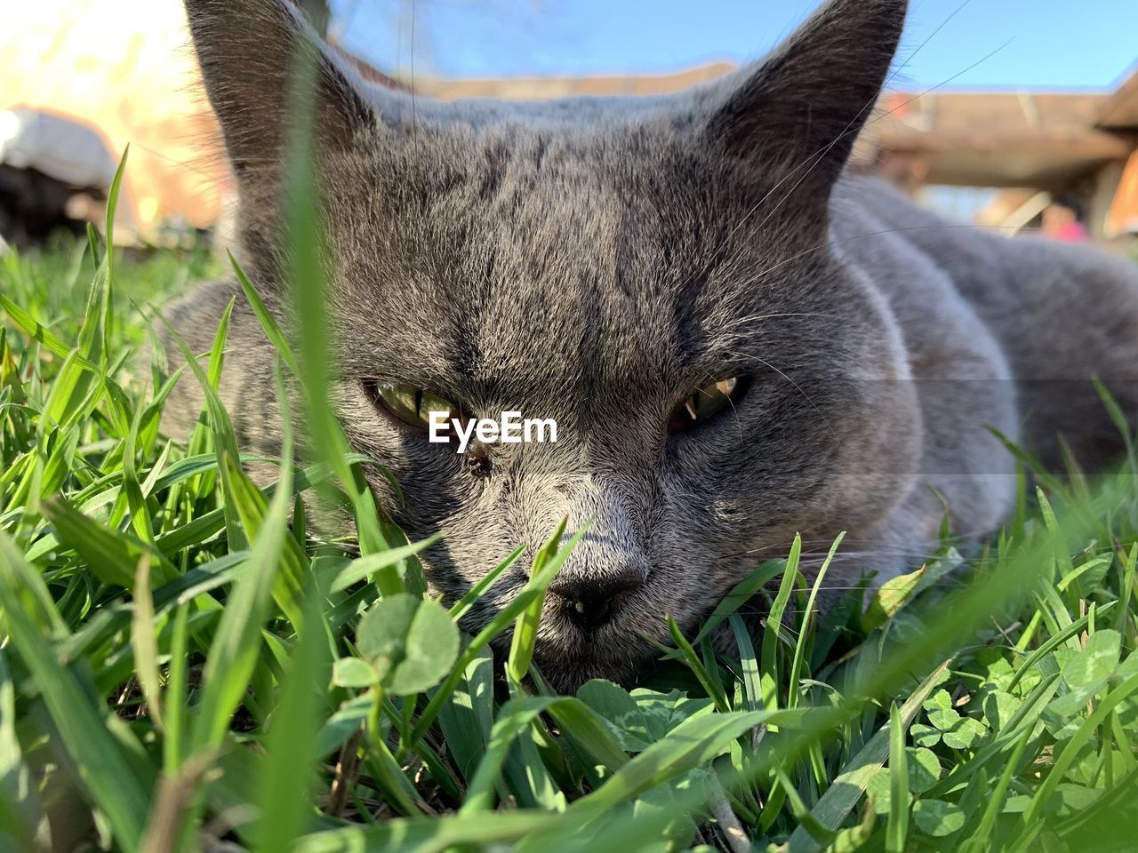 CLOSE-UP OF A CAT RESTING ON GRASS