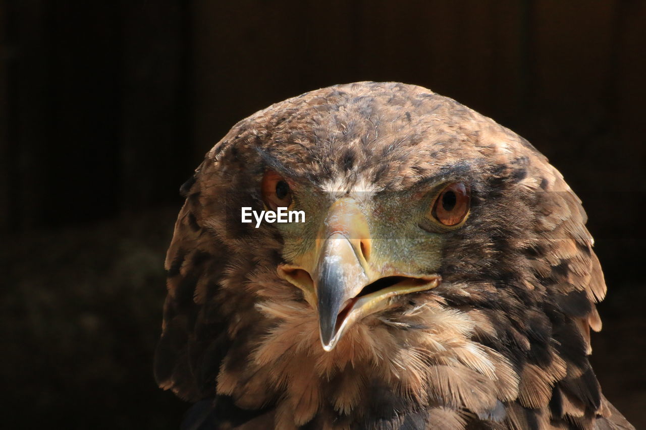 Juvenile bateleur eagle close up