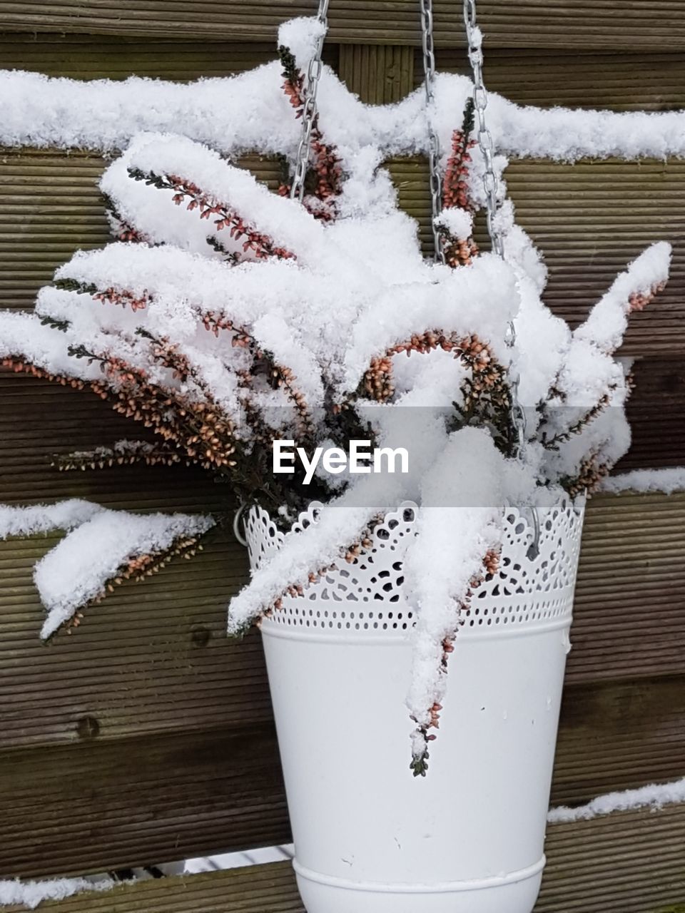 CLOSE-UP OF SNOW COVERED TREE