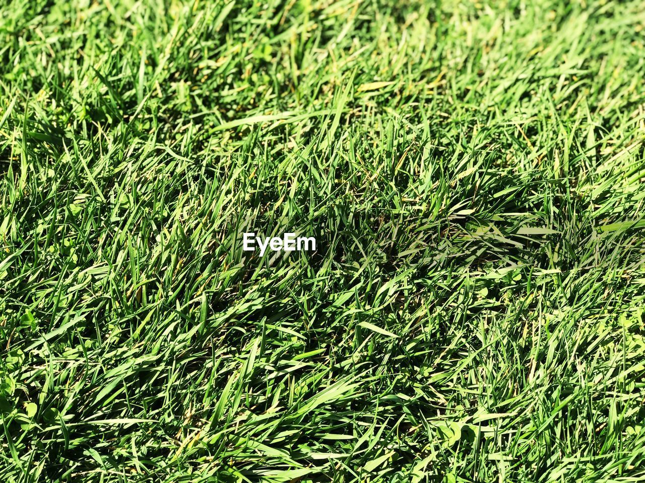 FULL FRAME SHOT OF GRASS AND GREEN GRASSLAND