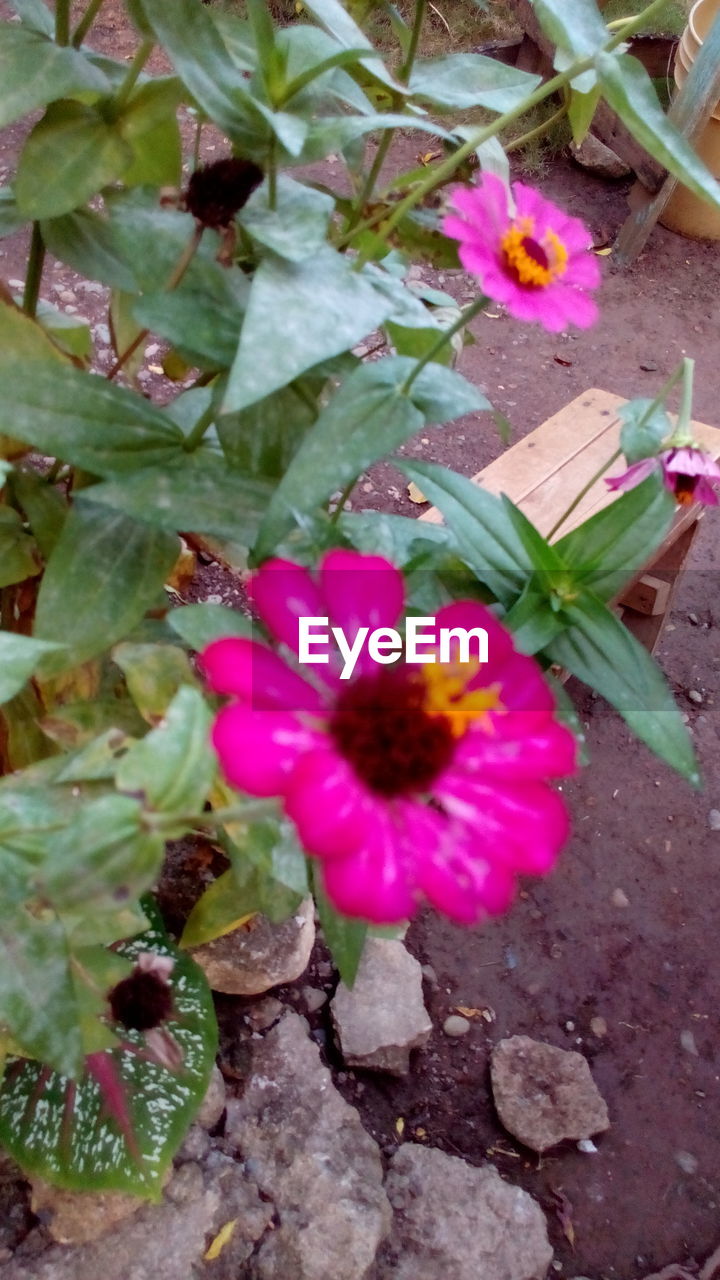 HIGH ANGLE VIEW OF PINK FLOWERS BLOOMING