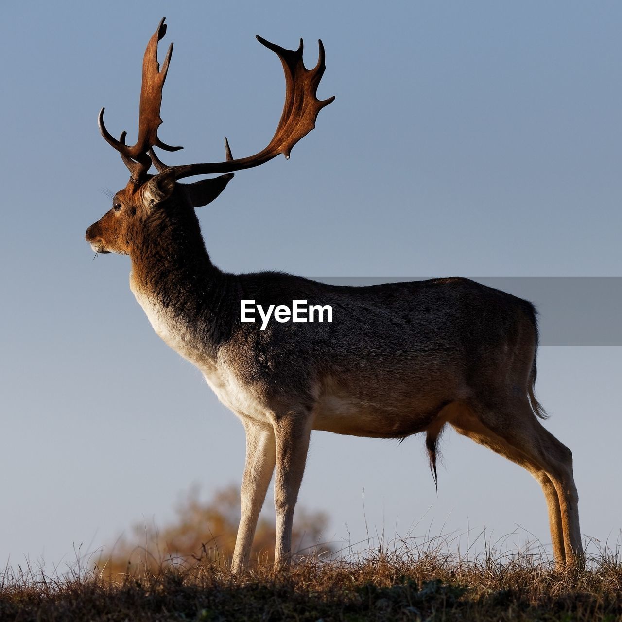 DEER STANDING ON FIELD