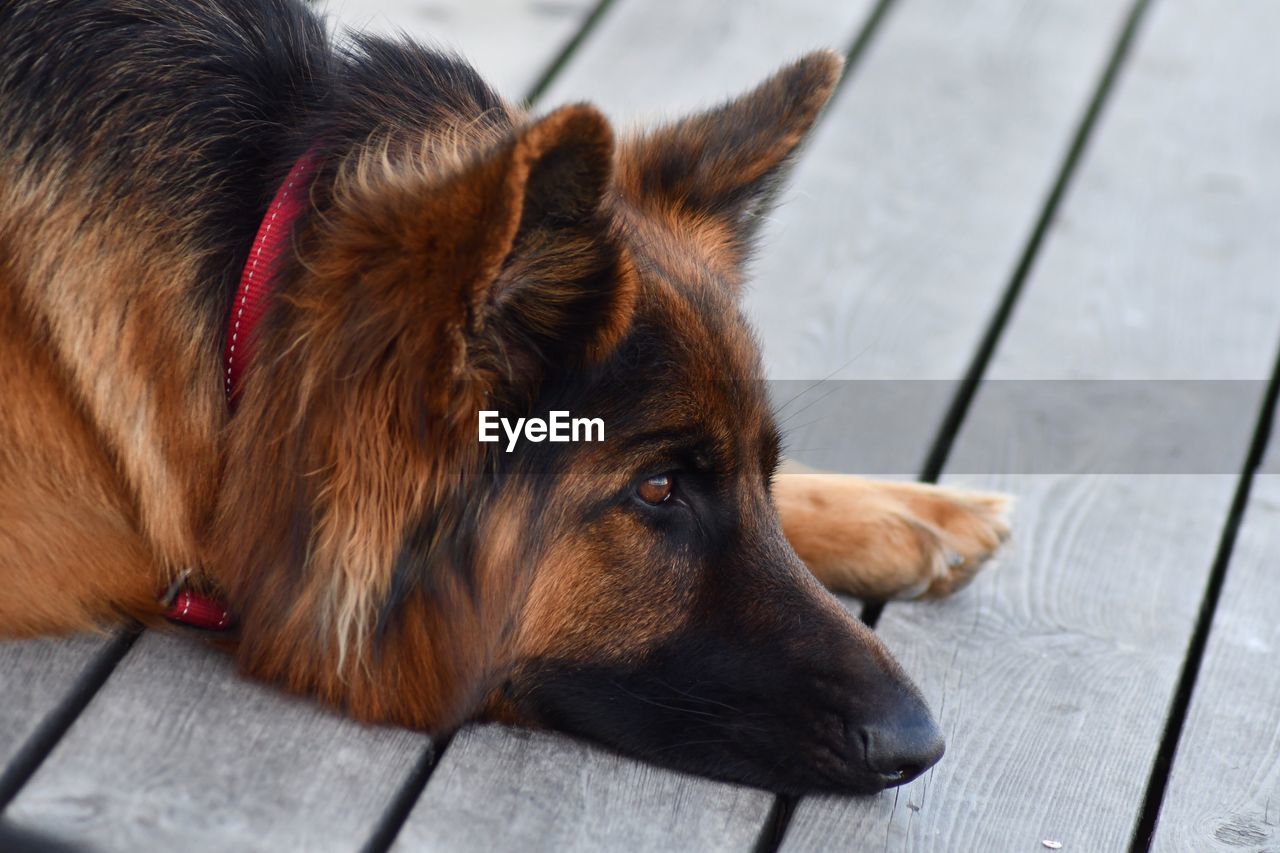 HIGH ANGLE VIEW OF DOG LYING DOWN ON FLOOR