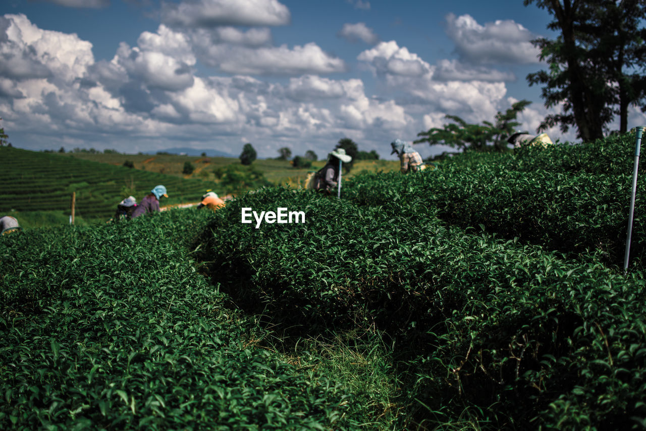 Farmers working in farm