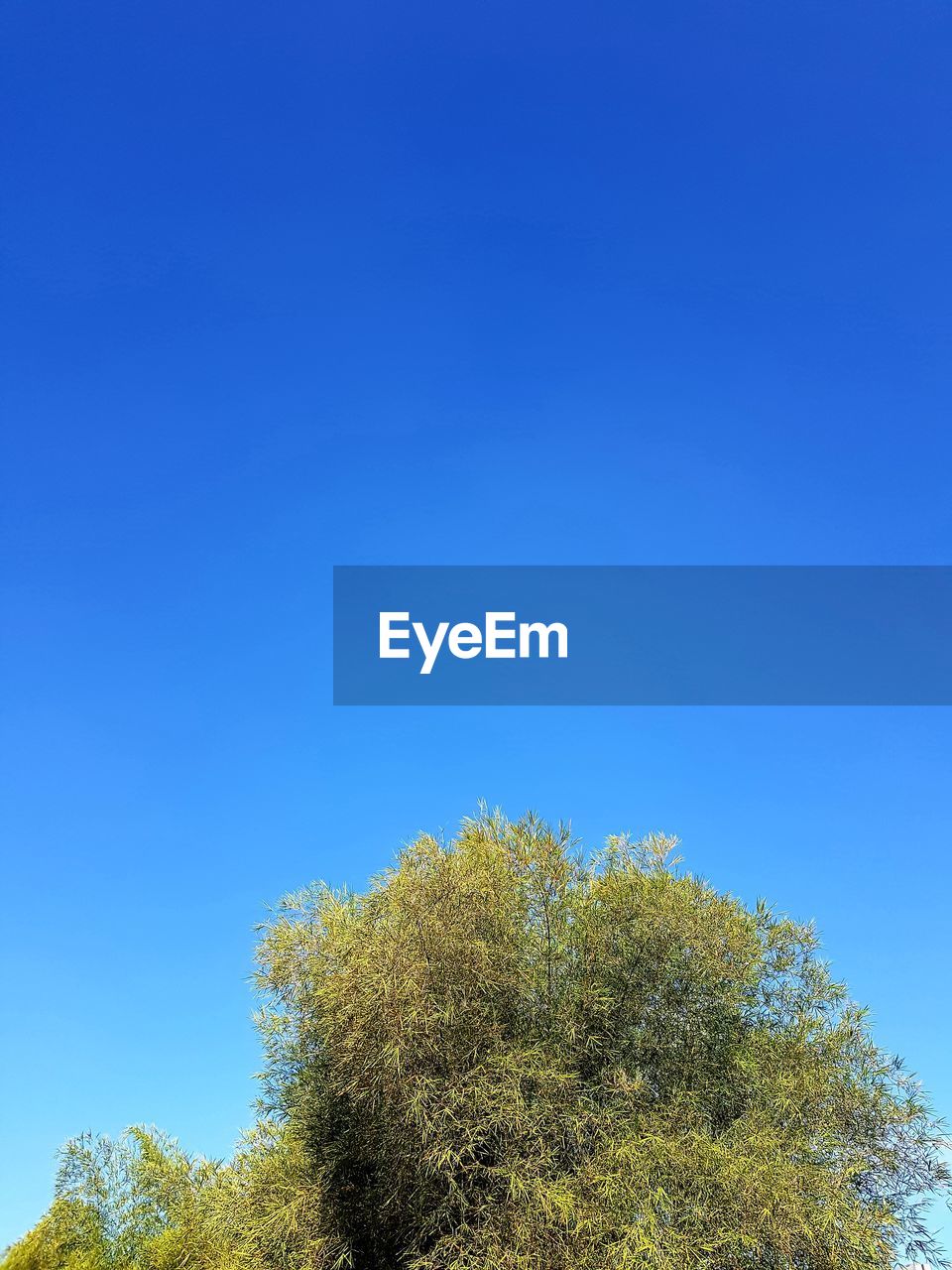 Low angle view of plants against clear blue sky