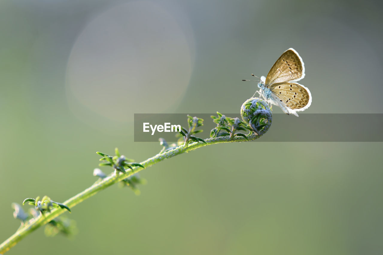 close-up of butterfly pollinating on flower