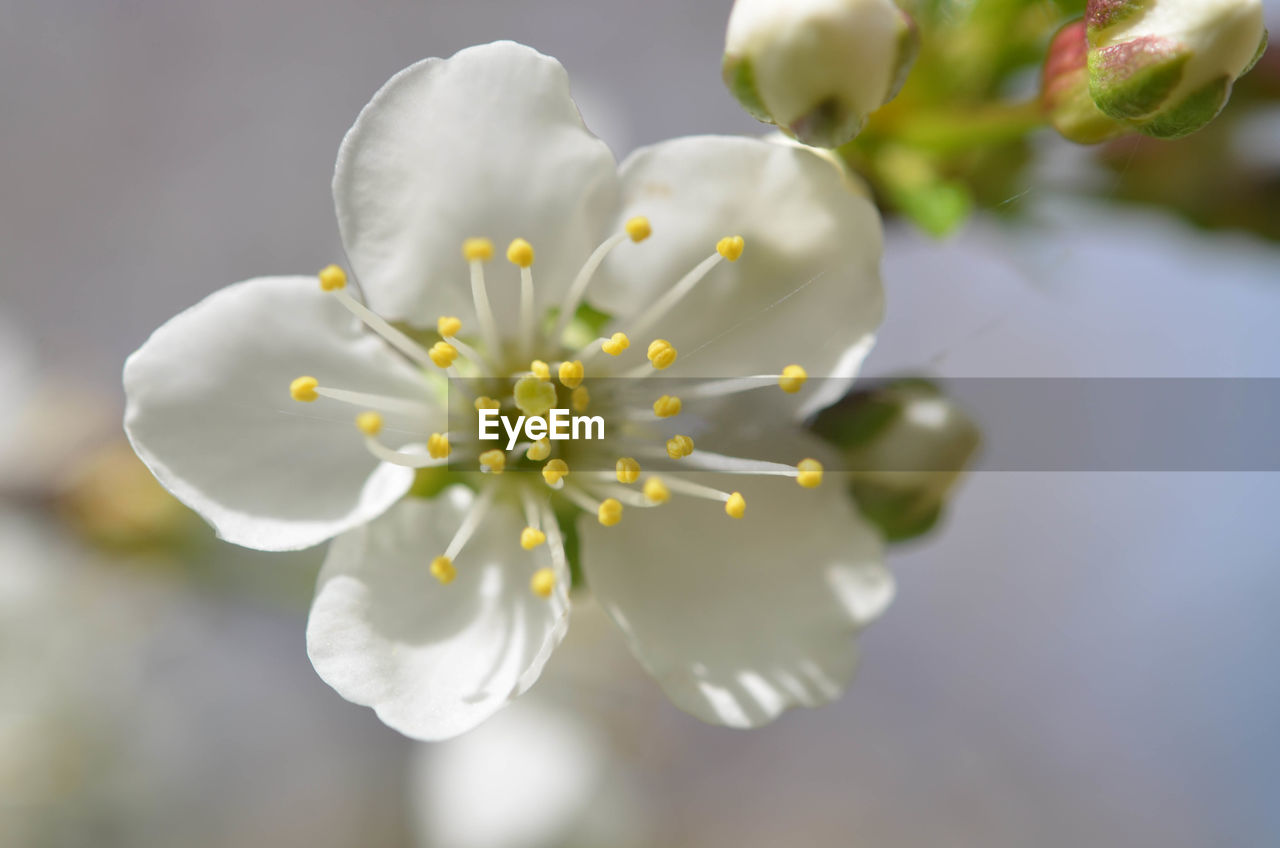 CLOSE-UP OF FRESH FLOWERS ON TREE