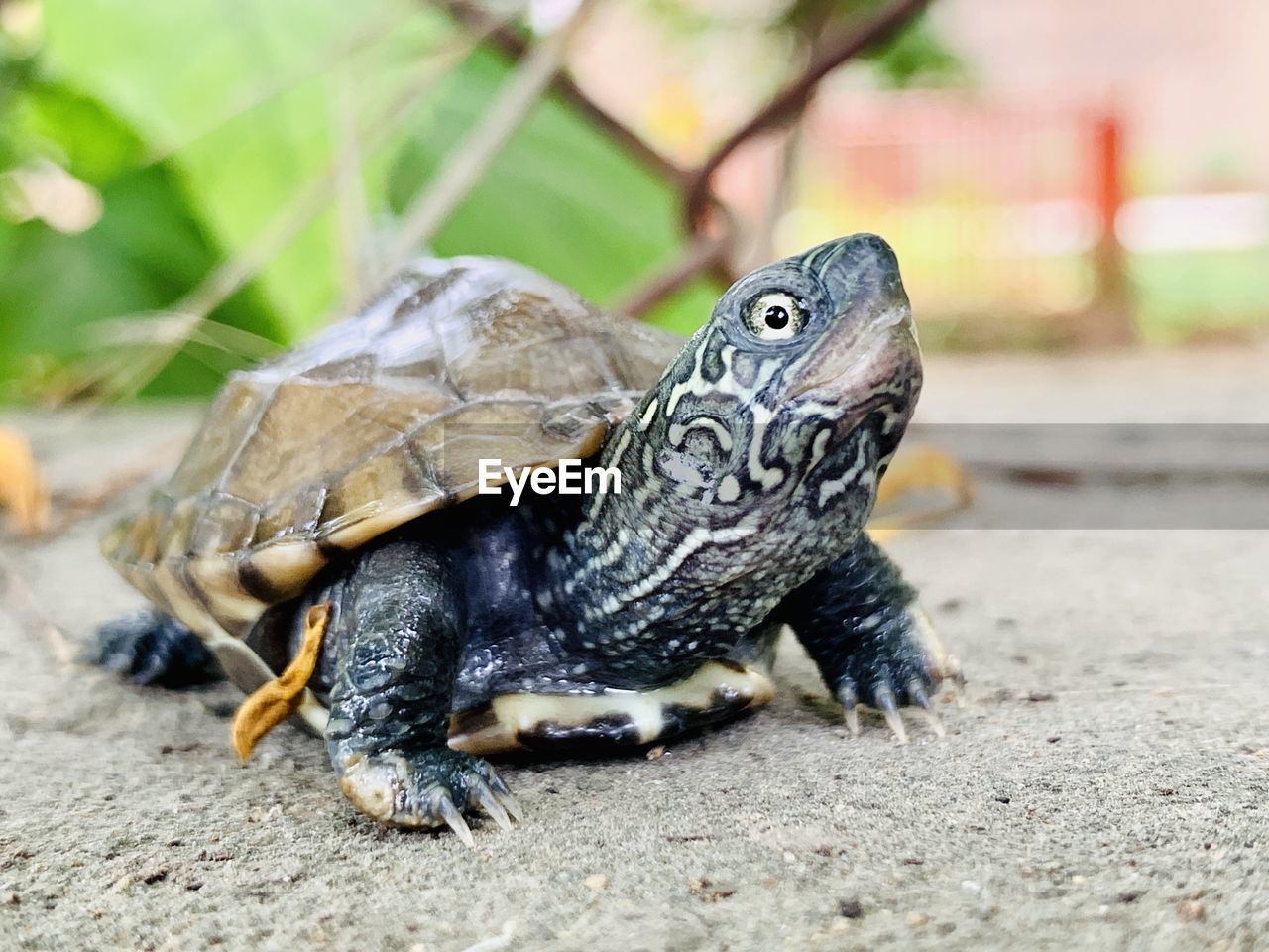 Close-up of turtle on land