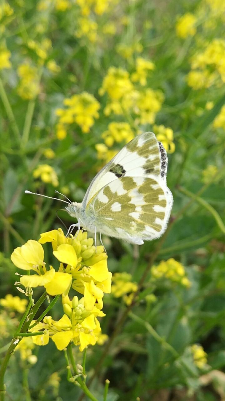 CLOSE-UP OF BUTTERFLY ON YELLOW FLOWER