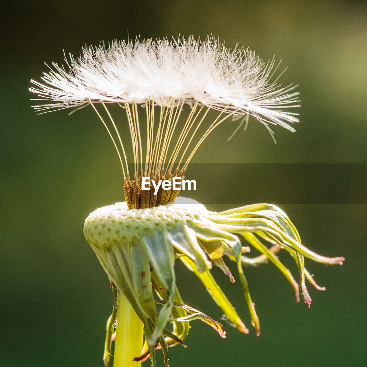 Close-up of white dandelion flower