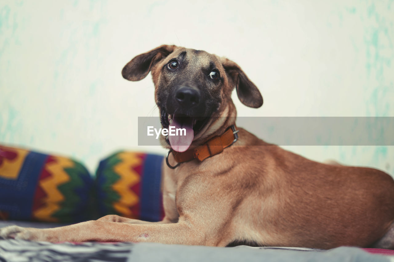 A happy dog sitting on the bed with his tongue out