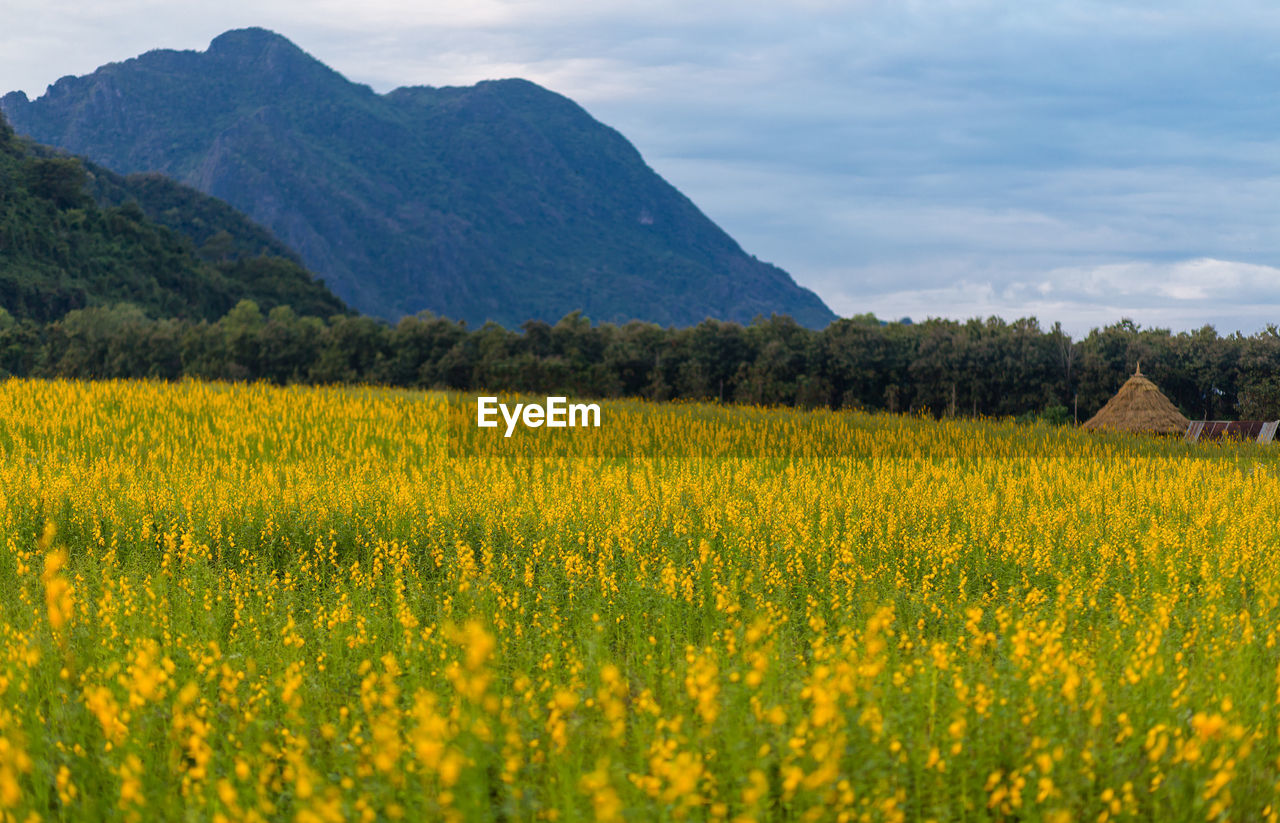 SCENIC VIEW OF FIELD AGAINST YELLOW SKY