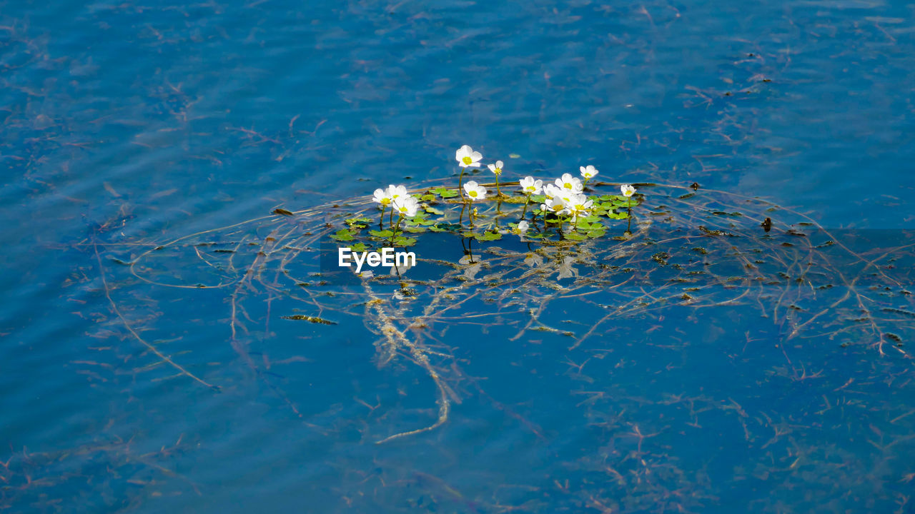 White flowers on the water