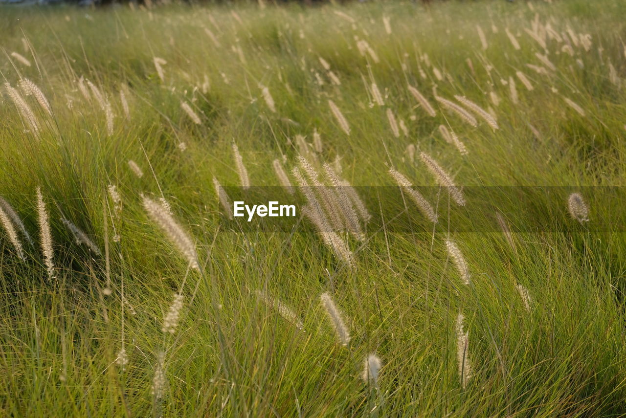 Full frame shot of crops on field