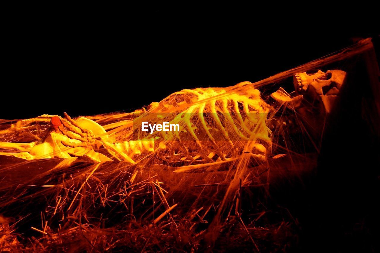 Close-up of human skeleton against black background