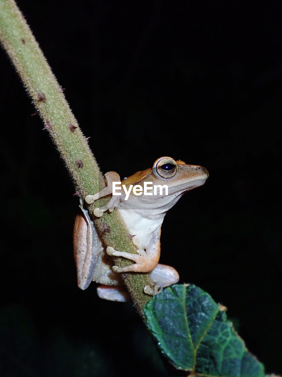 Close-up of brown tree frog