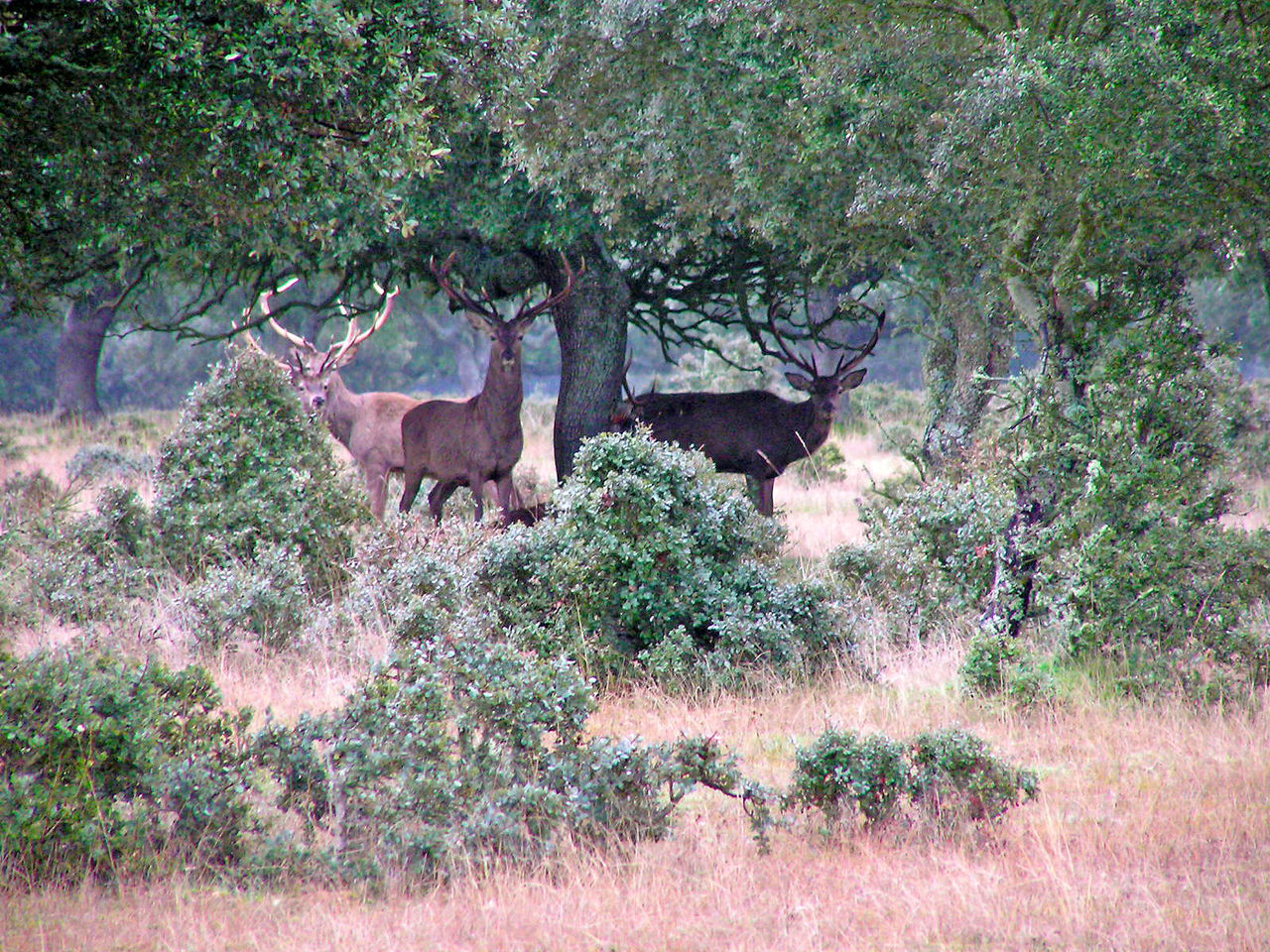 Deer in forest