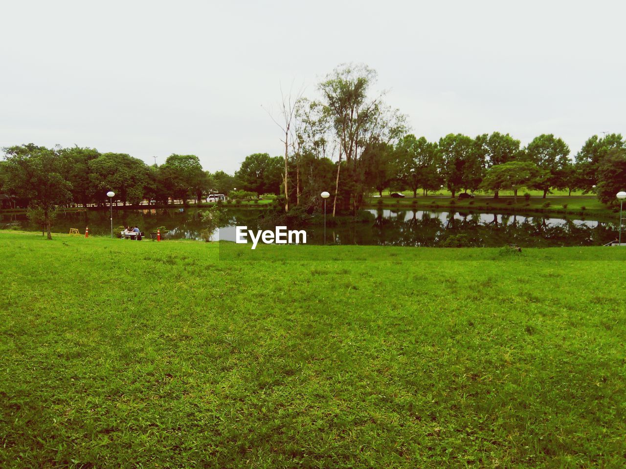 TREES ON GRASSY FIELD