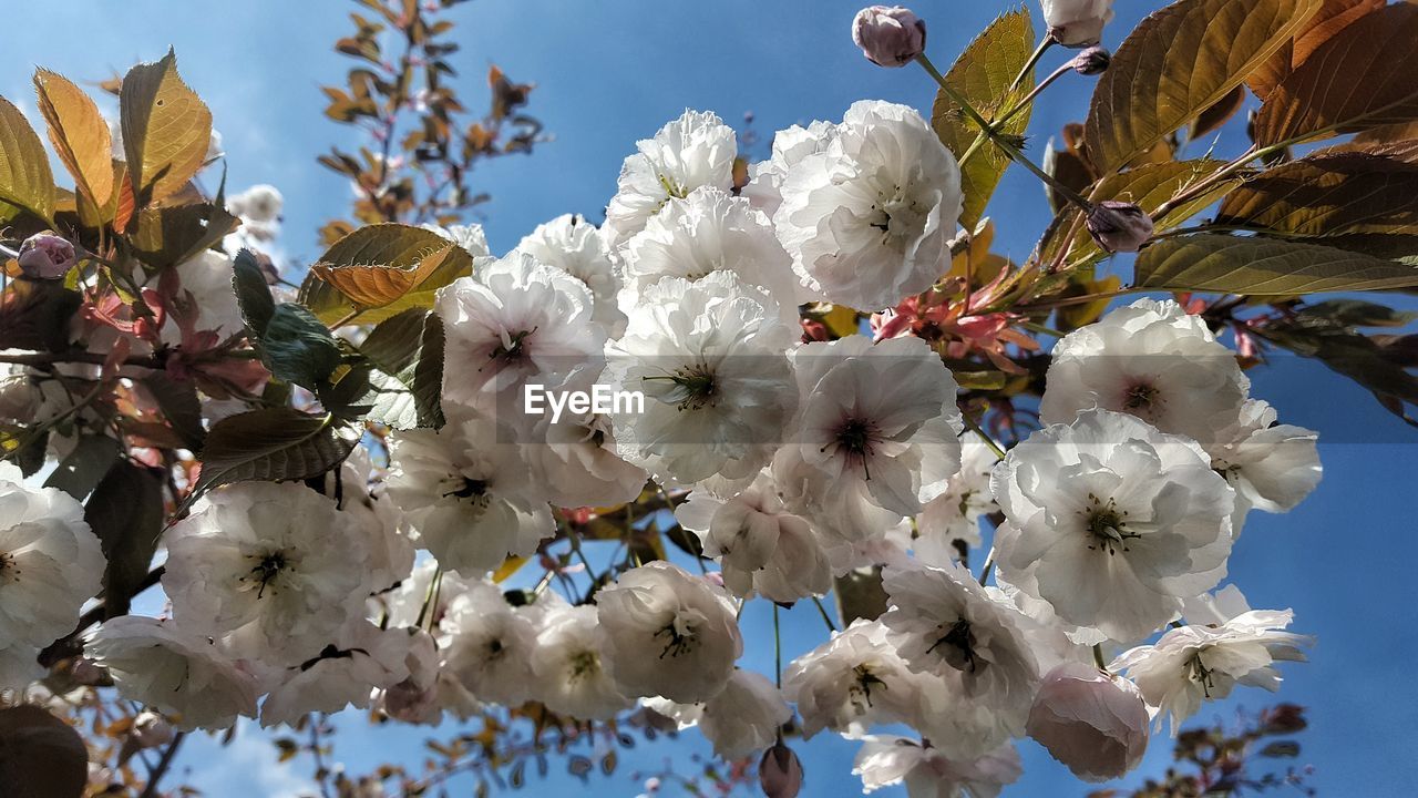 LOW ANGLE VIEW OF WHITE FLOWERS