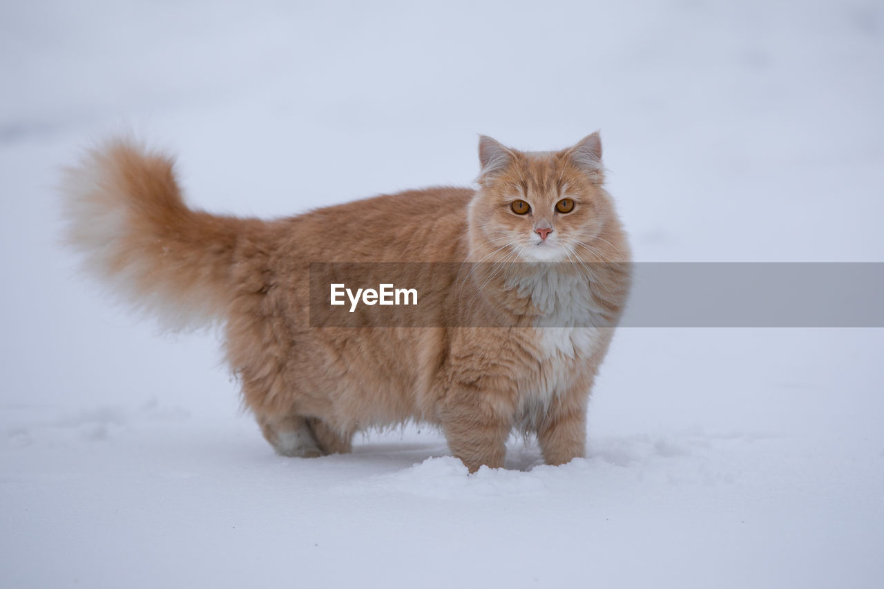 PORTRAIT OF A CAT ON SNOW