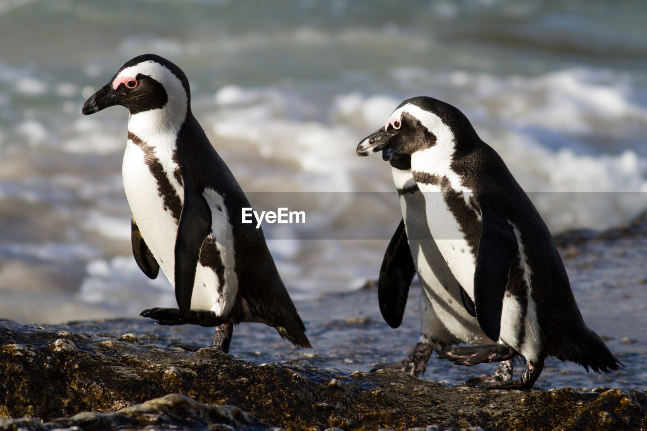 Penguins on shore