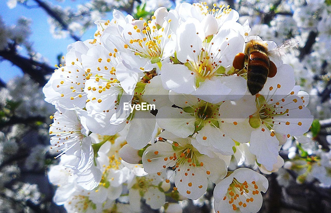 CLOSE-UP OF BEE ON WHITE FLOWERS