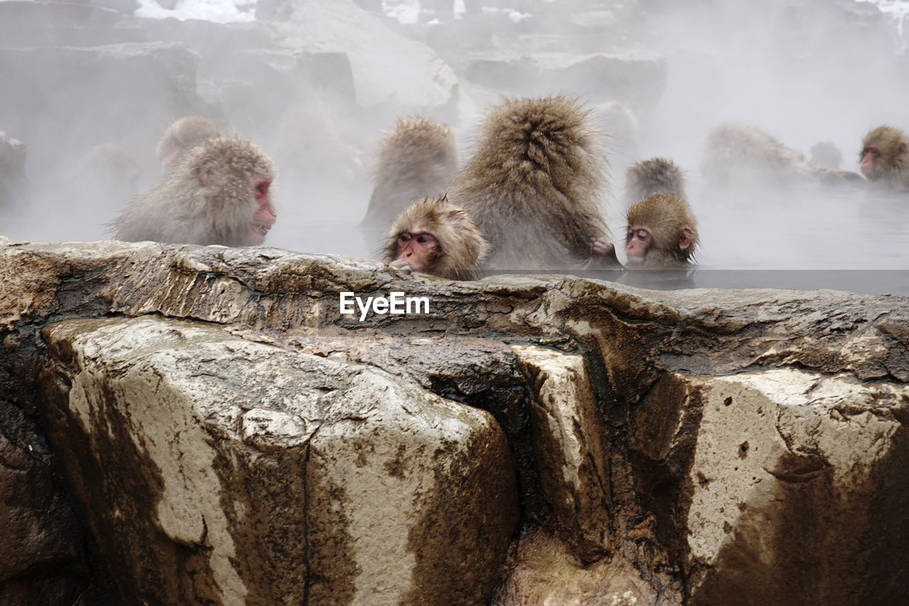 Monkeys on rock in hot spring during winter