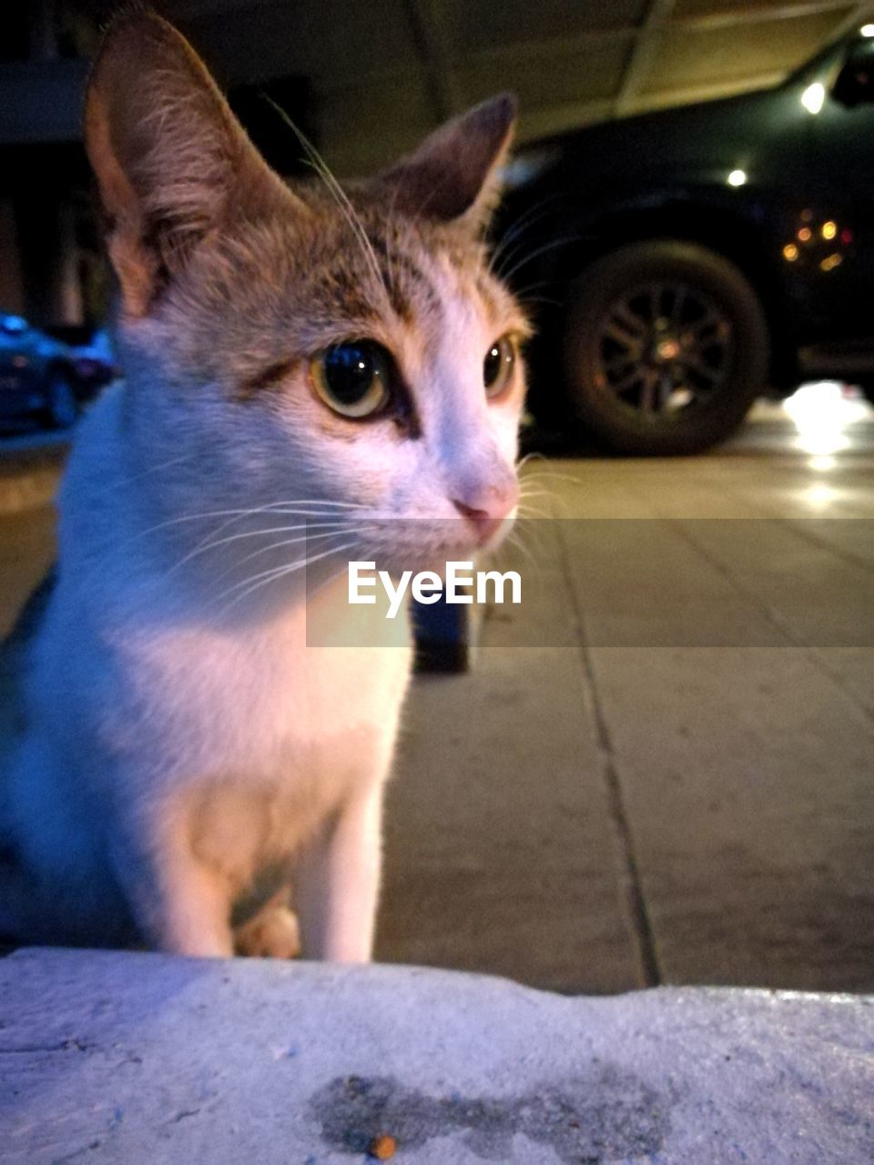 CLOSE-UP PORTRAIT OF CAT SITTING