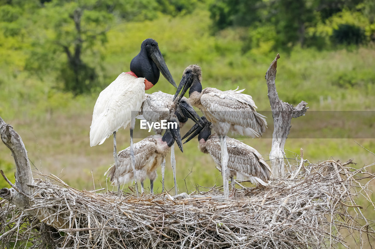 close-up of bird on field