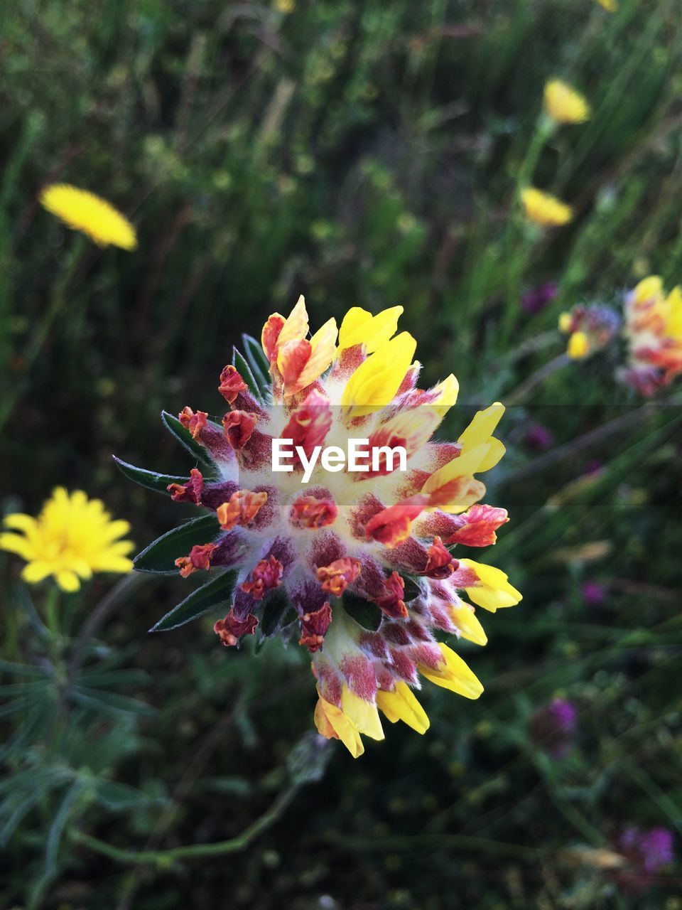 Close-up of yellow flower