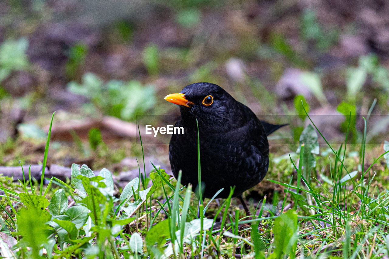 Black bird perching on a field