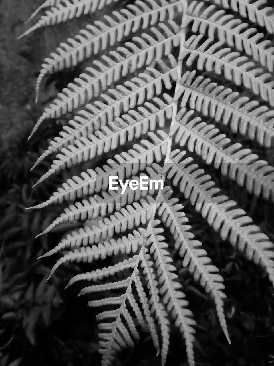 FULL FRAME SHOT OF TREE TRUNK