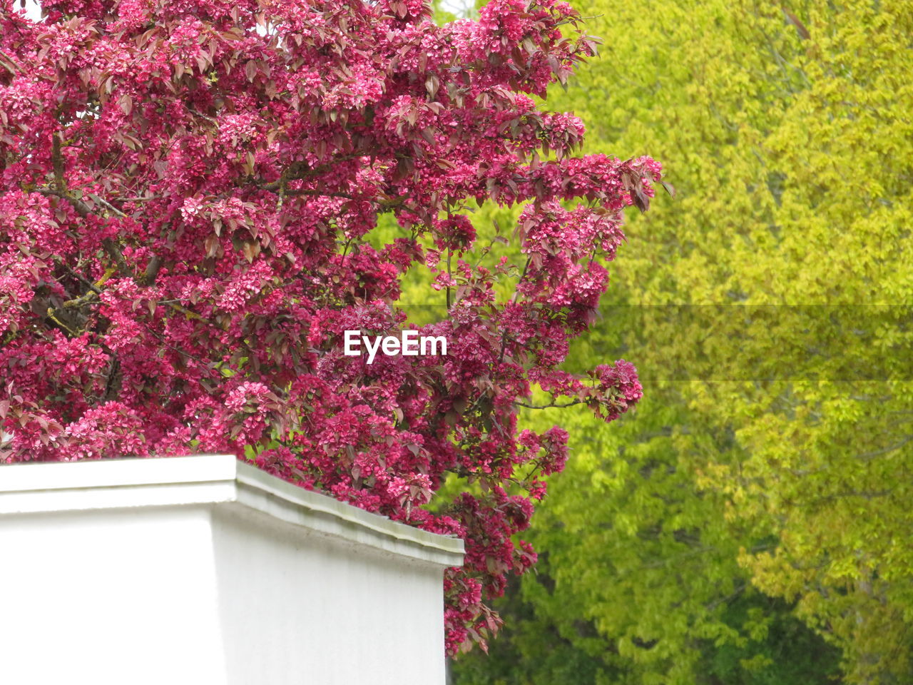 PINK FLOWERING PLANT BY BUILDING AGAINST PURPLE AND TREE