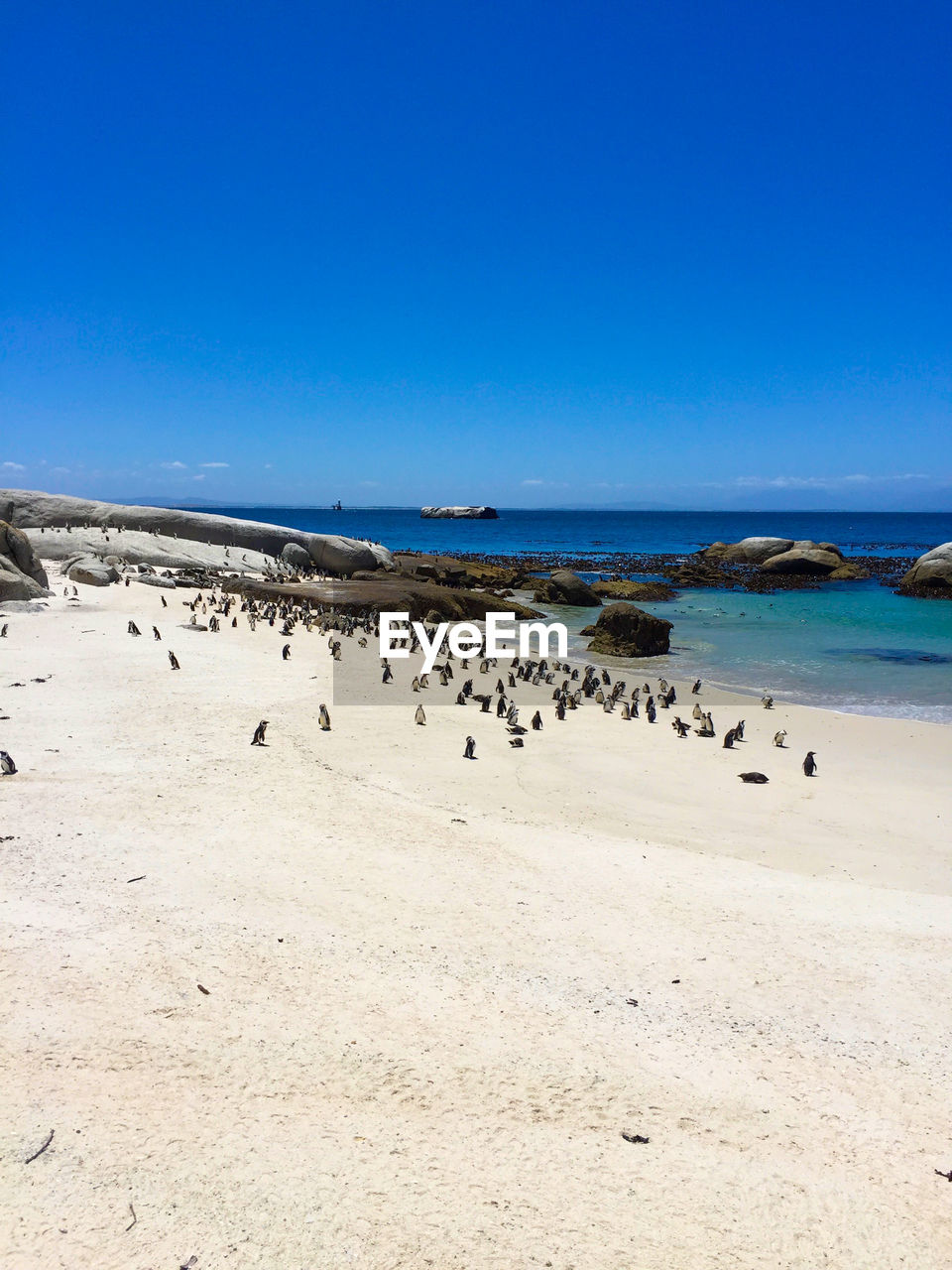 BIRDS ON BEACH AGAINST CLEAR BLUE SKY