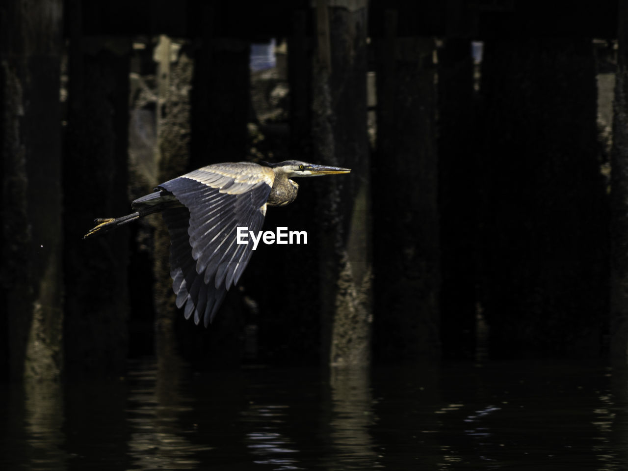 VIEW OF HERON FLYING OVER LAKE