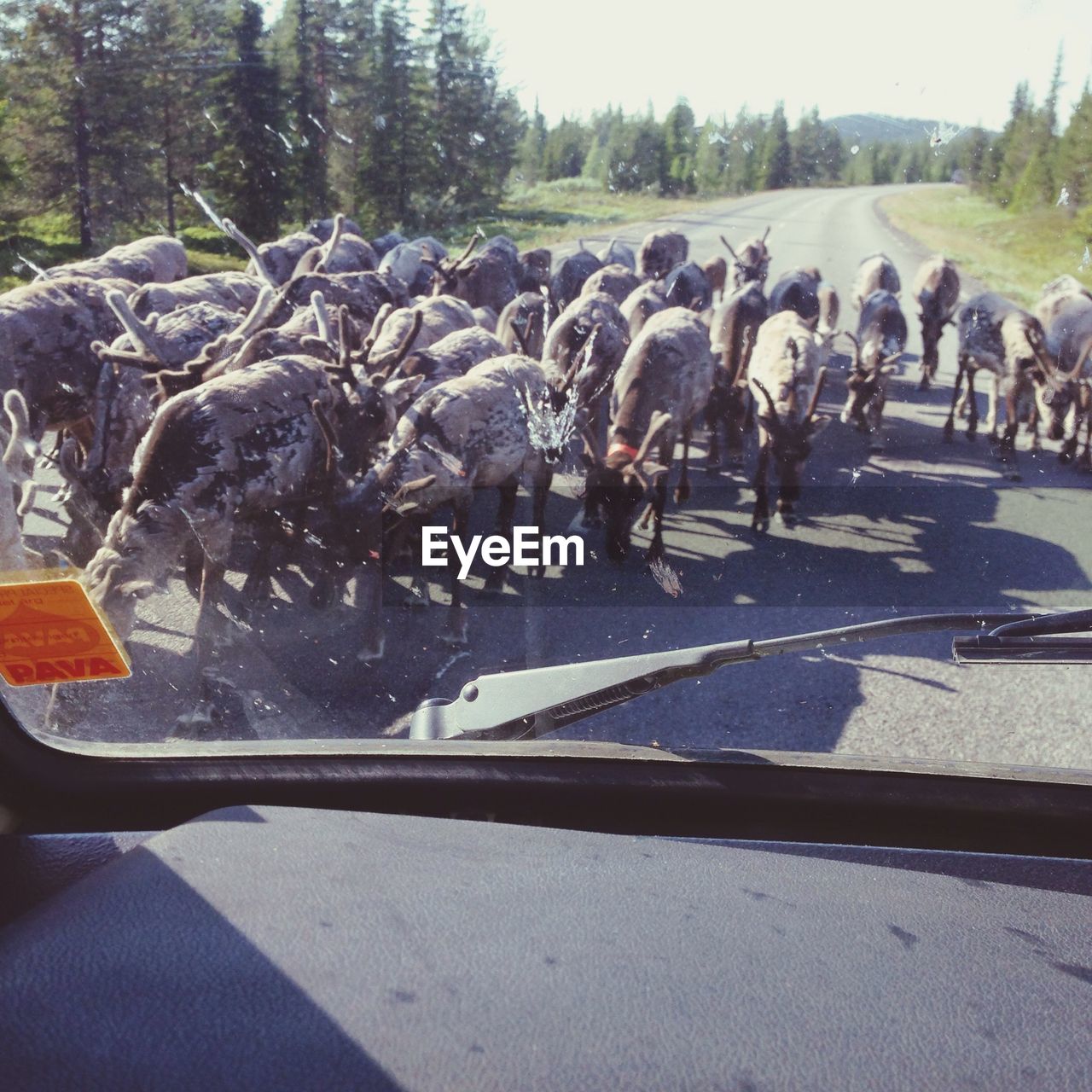 Herd of reindeer on road seen through windshield