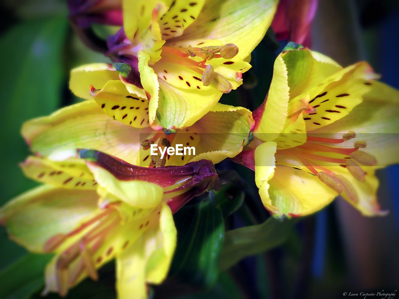 CLOSE-UP OF YELLOW FLOWERS