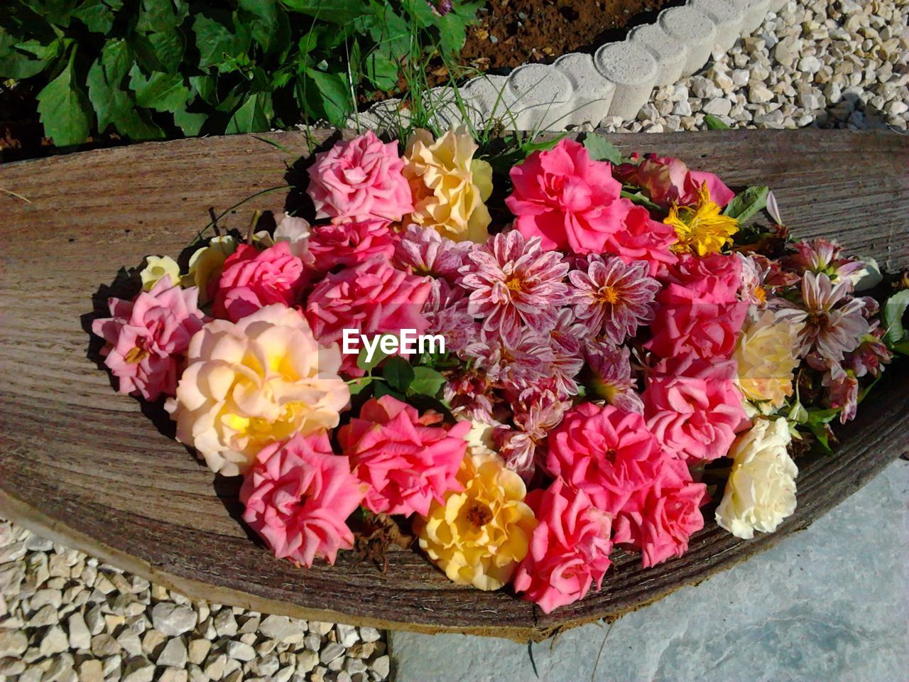 CLOSE-UP OF PINK FLOWERS ON PLANT