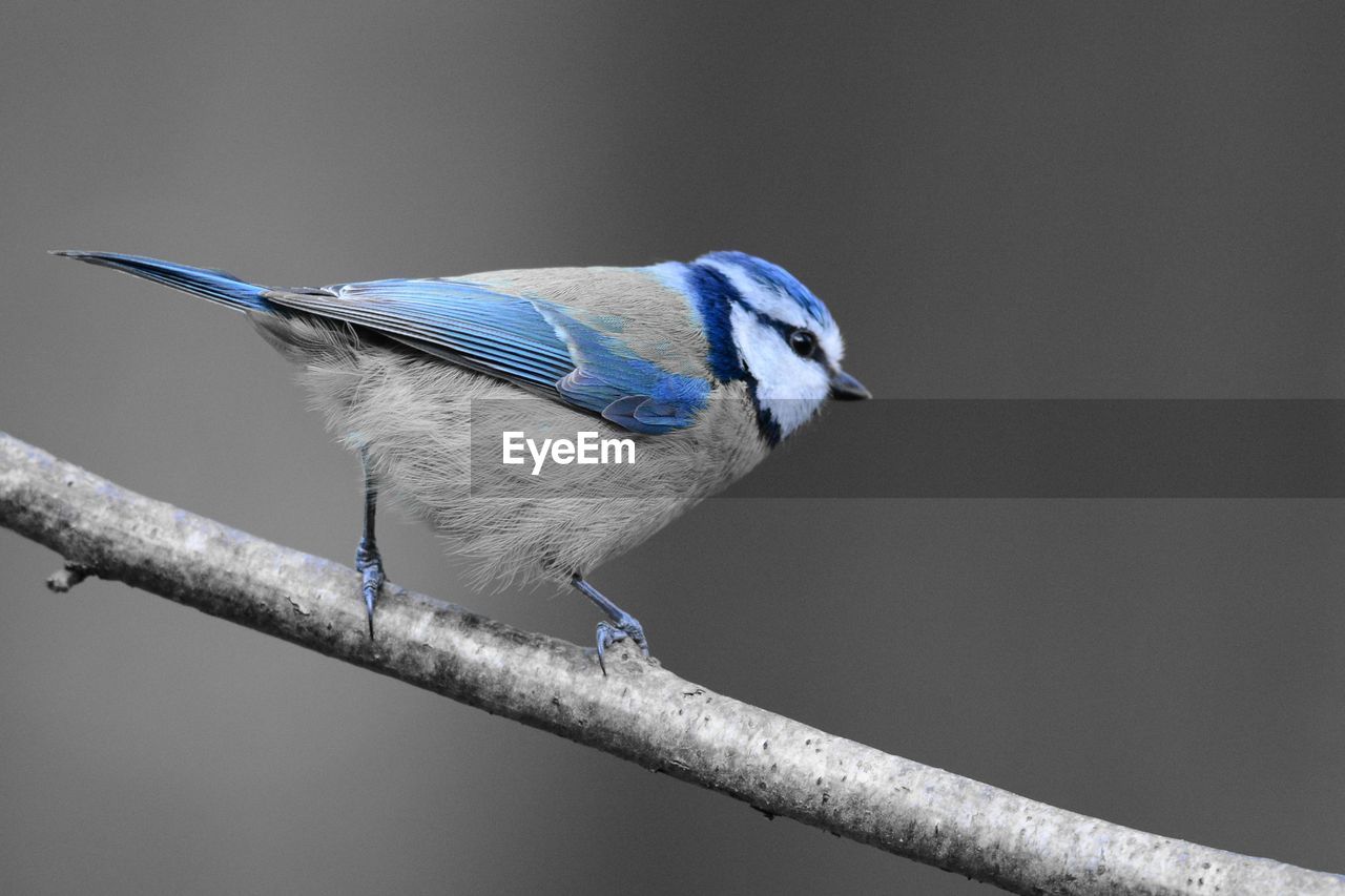 Close-up of tit against blue sky