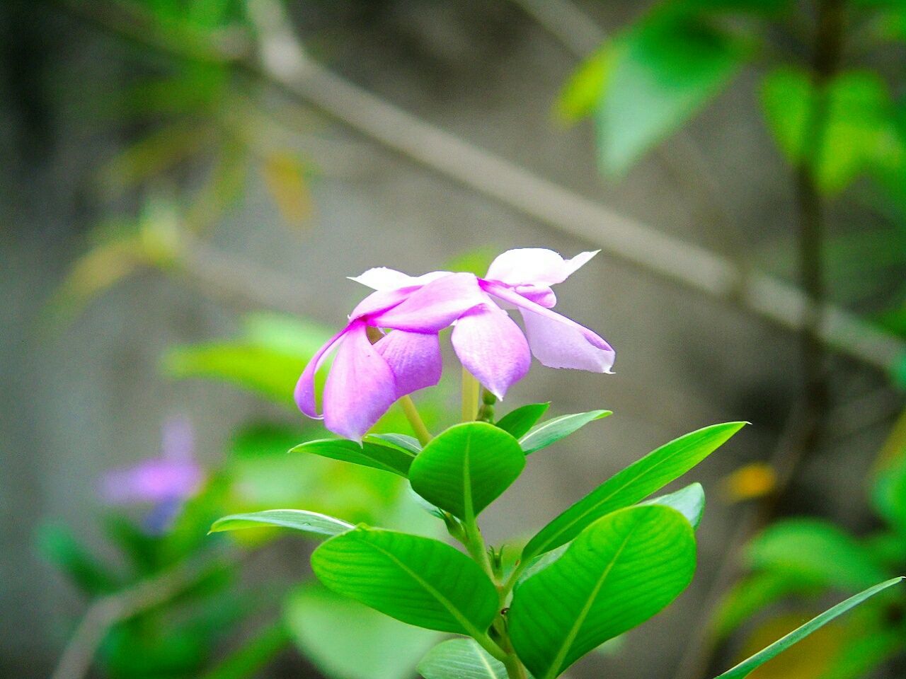 CLOSE-UP OF PURPLE FLOWERS