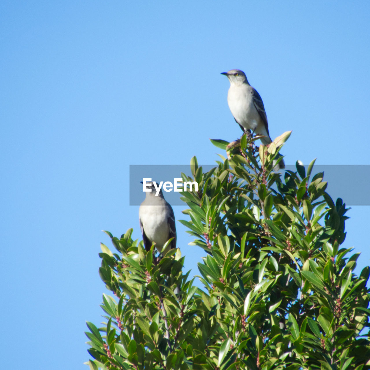 Low angle view of 2 mockingbirds perching on tree against clear sky