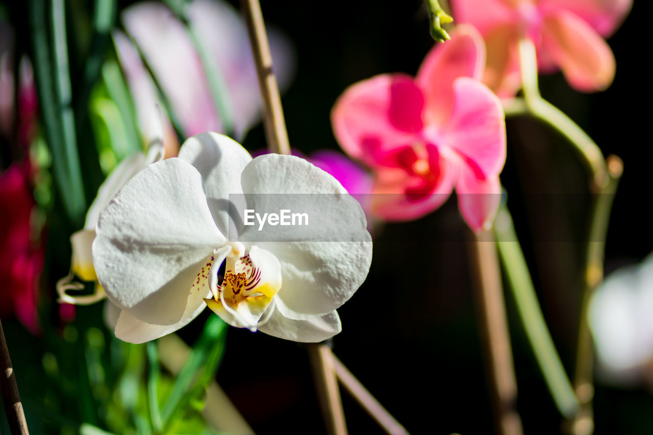 Close-up of pink orchids