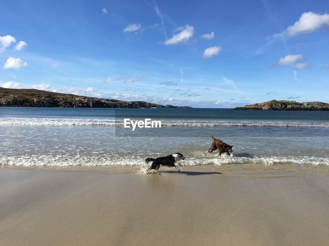 DOG ON BEACH AGAINST SEA