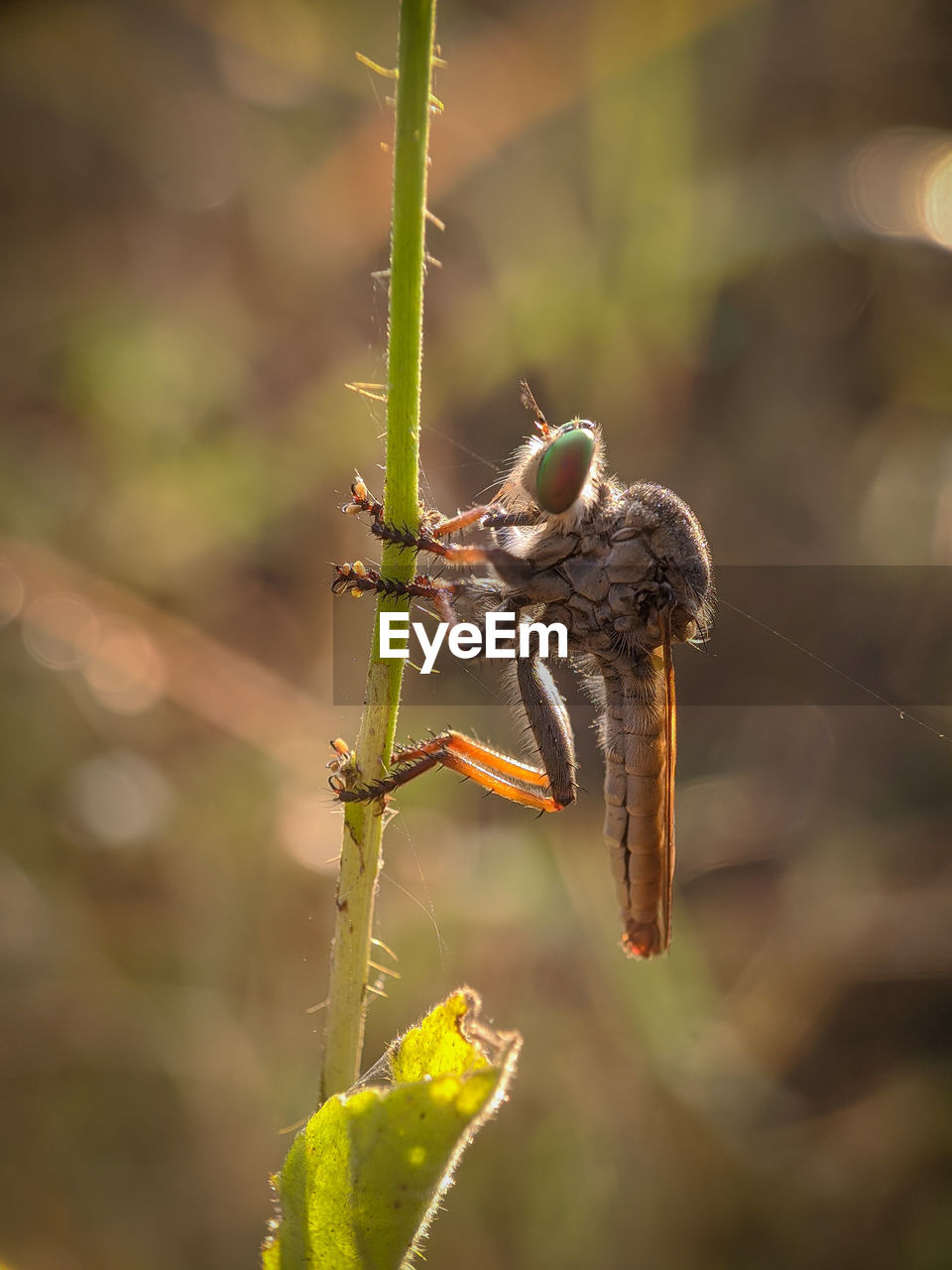 Robberfly asilidae male