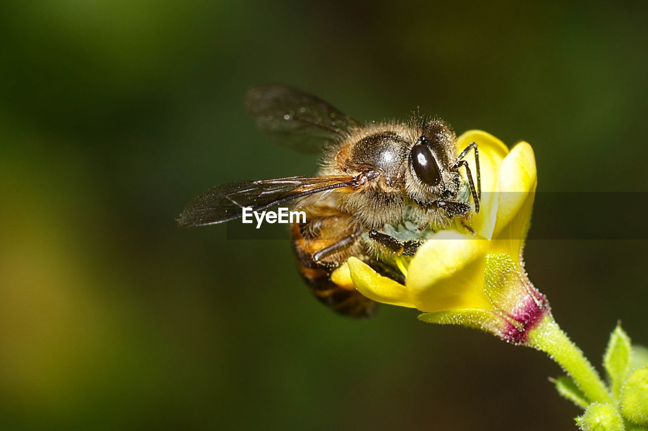 CLOSE-UP OF BEE ON FLOWER