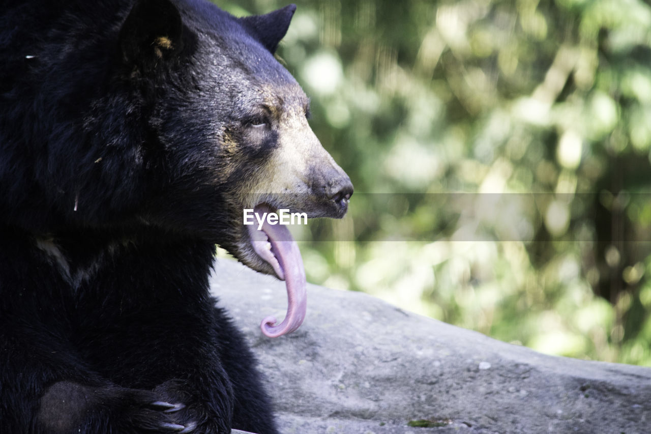 Bear sticking out tongue