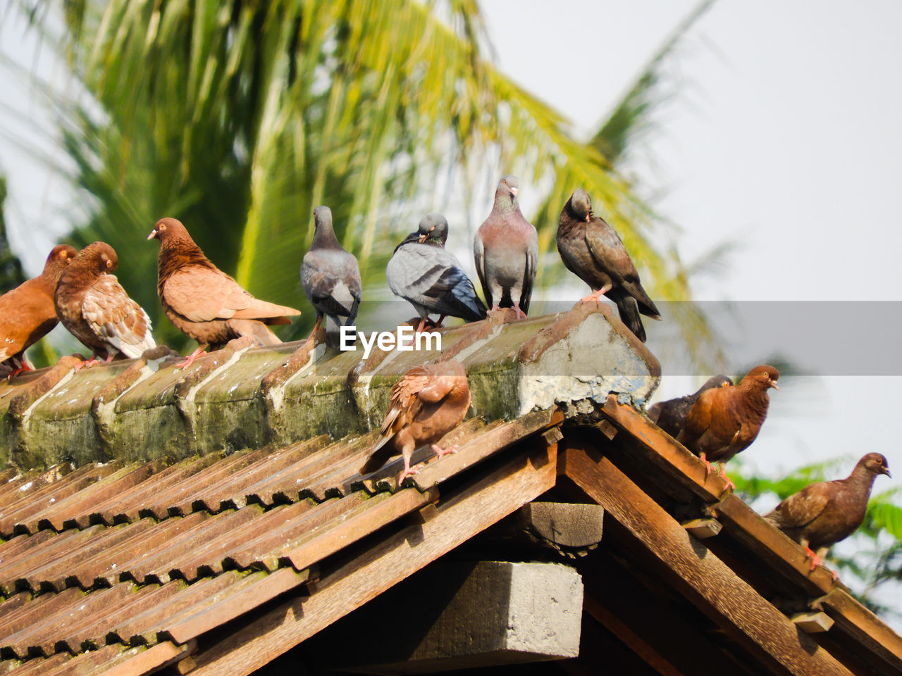 LOW ANGLE VIEW OF BIRD PERCHING ON ROOF