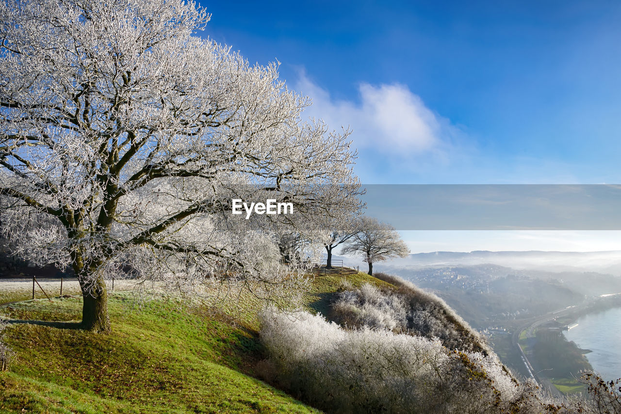 View of tree on landscape against sky